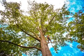 Best Emergency Tree Removal  in New Kingman Butler, AZ