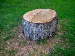 Best Tree and Shrub Care  in New Kingman Butler, AZ