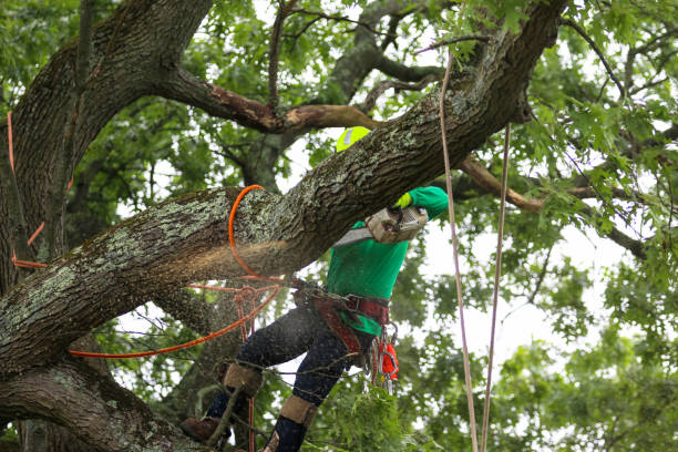 Best Tree Mulching  in New Kingman Butler, AZ