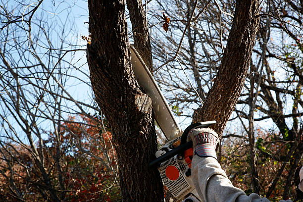 Trusted New Kingman Butler, AZ Tree Care Experts