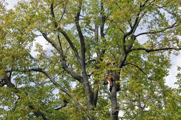 Best Commercial Tree Services  in New Kingman Butler, AZ