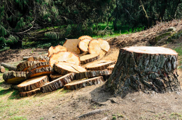 Best Leaf Removal  in New Kingman Butler, AZ